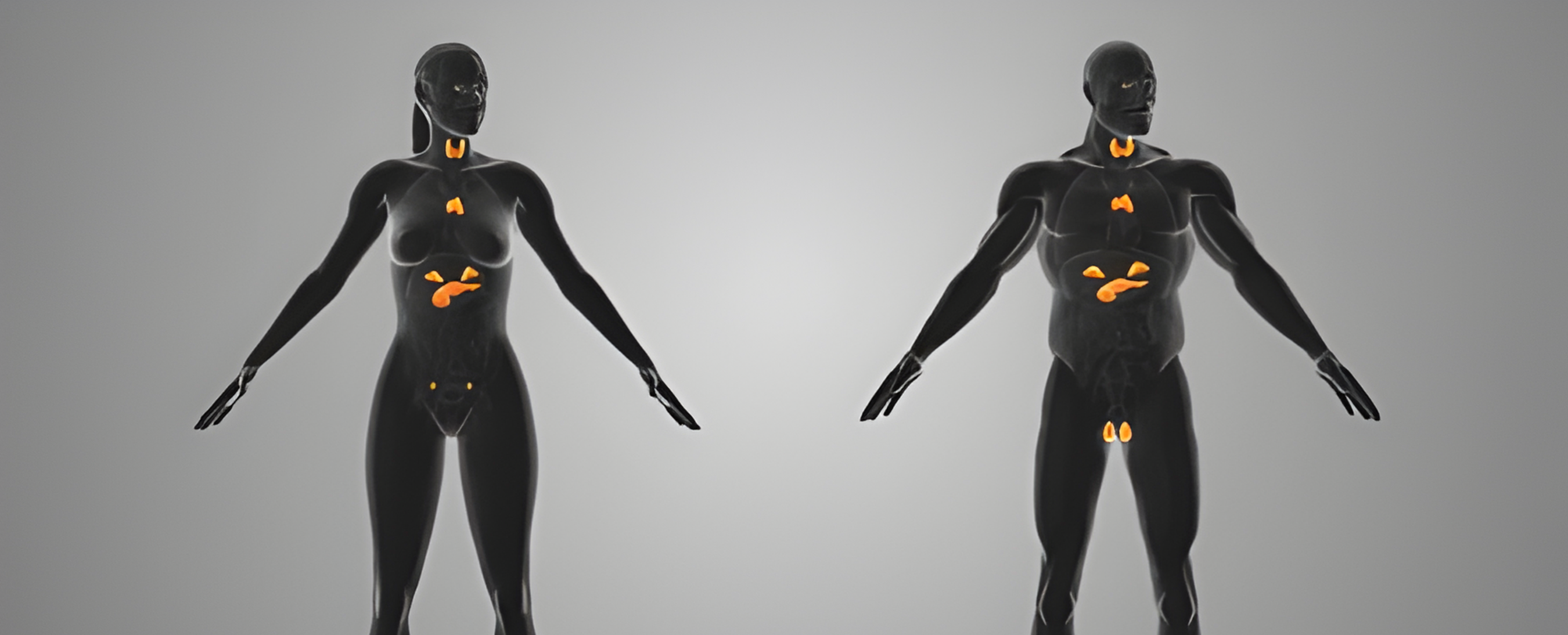 Comprehensive Endocrine System Testing